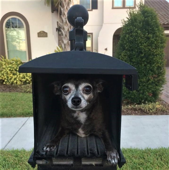 My Mail Dog